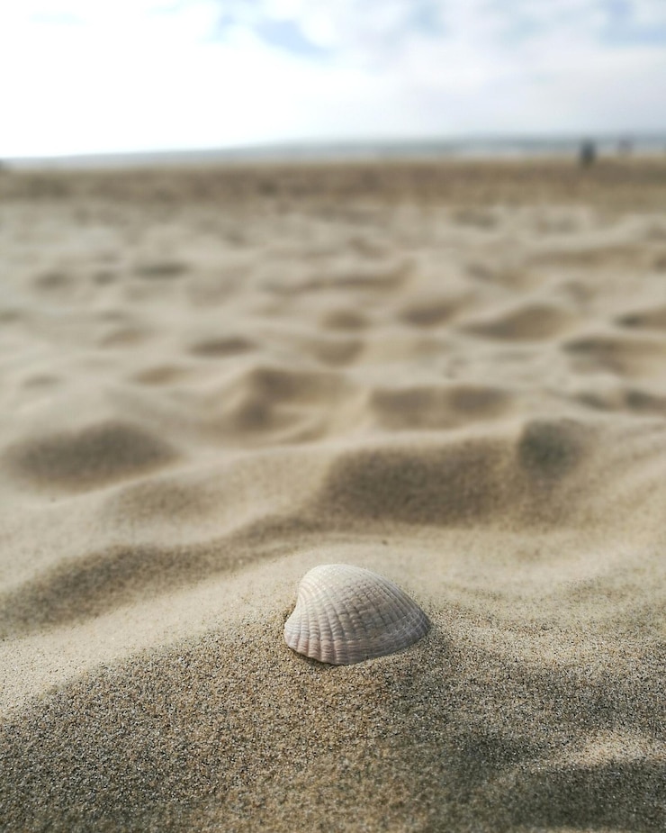 Foto primer plano de una concha de mar en la playa contra el cielo