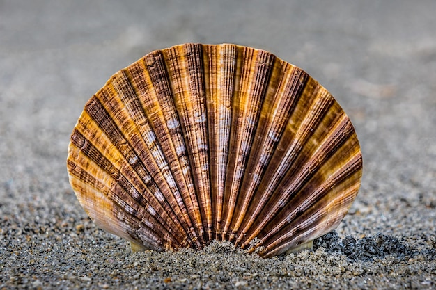 Primer plano de una concha de mar en la playa