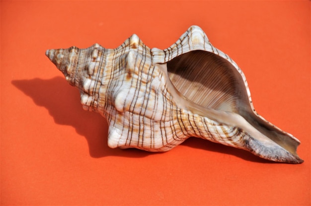 Primer plano de una concha de mar