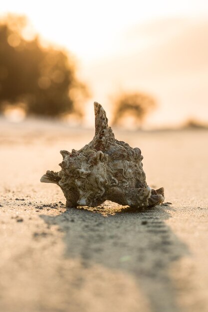 Foto primer plano de una concha marina en la playa