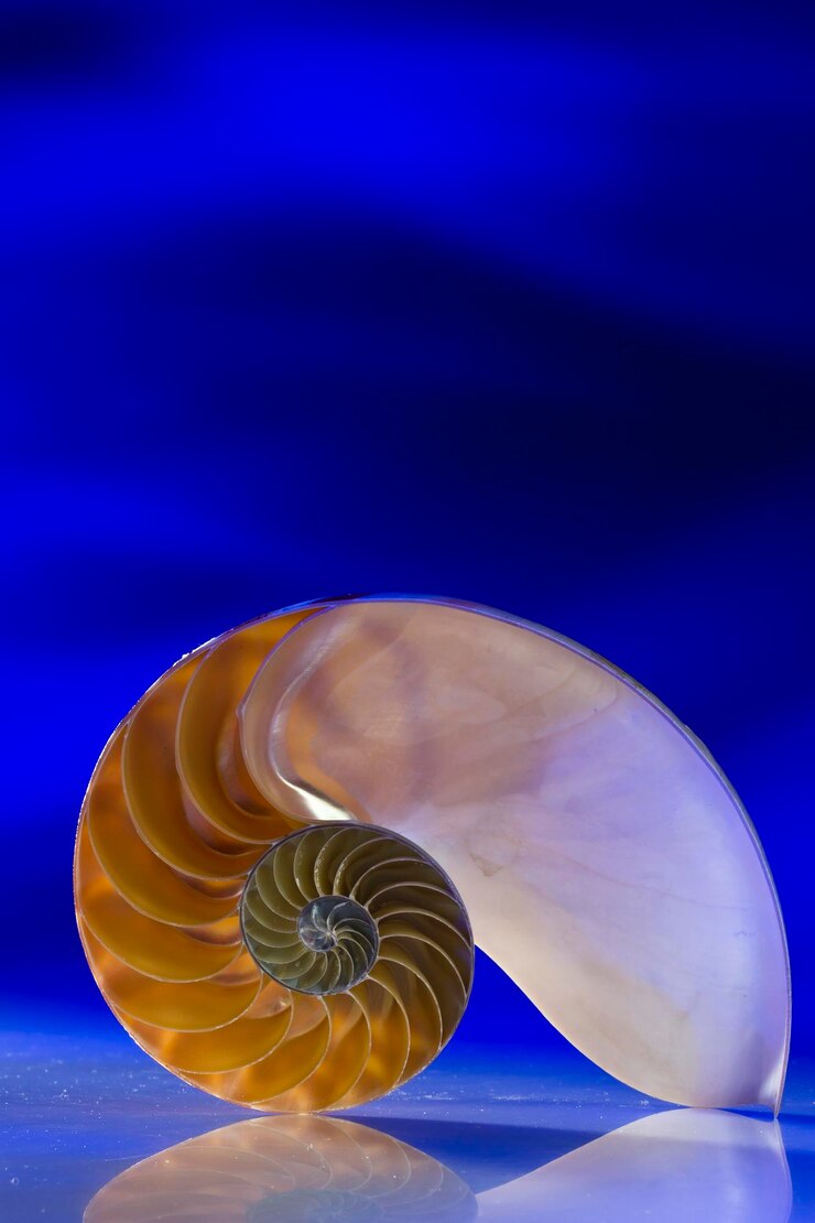 Foto primer plano de una concha de nautilus sobre un fondo azul