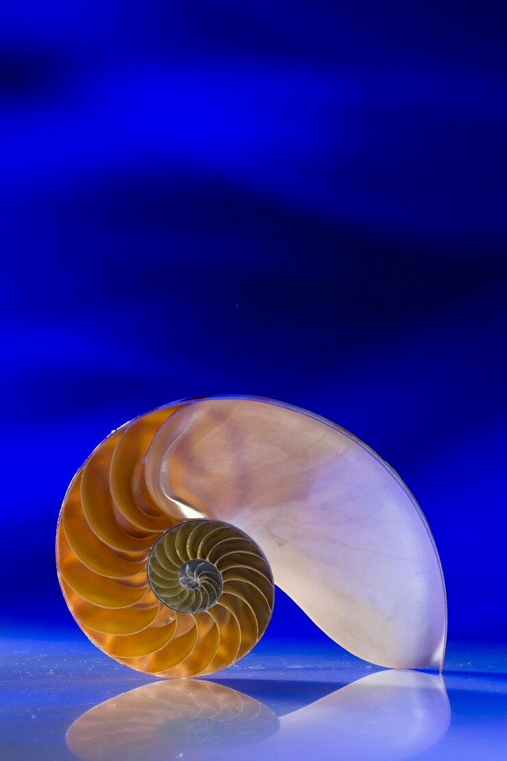 Foto primer plano de una concha de nautilus sobre un fondo azul