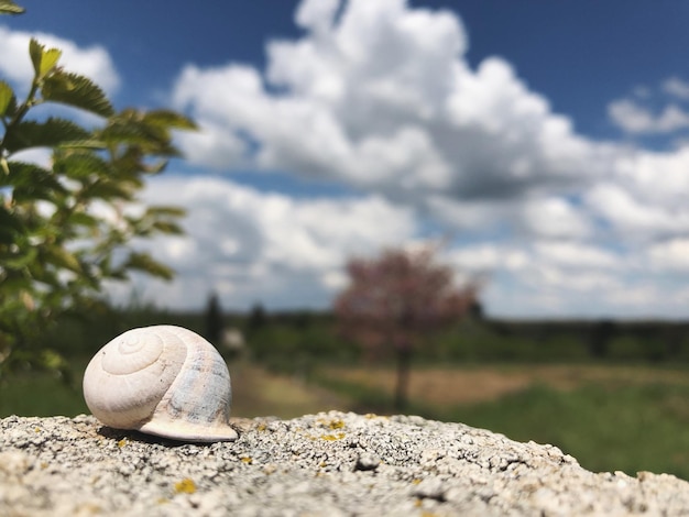 Foto primer plano de una concha en la roca