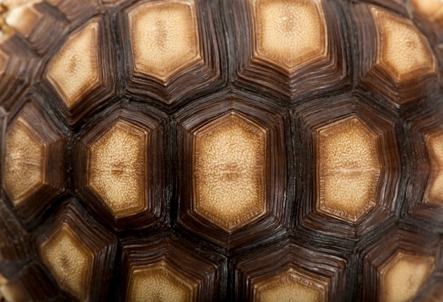 Primer plano de concha de tortuga estimulada africana, Geochelone sulcata, 1 año de edad