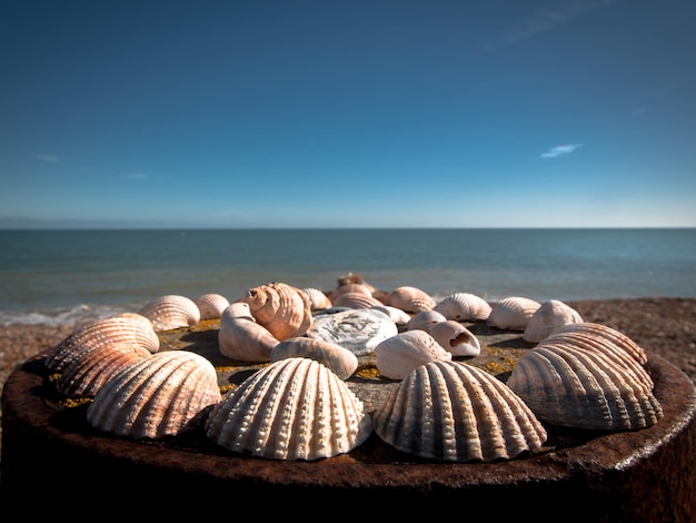 Primer plano de conchas dispuestas en metal oxidado en la playa
