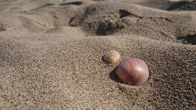 Primer plano de conchas marinas en la arena de la playa