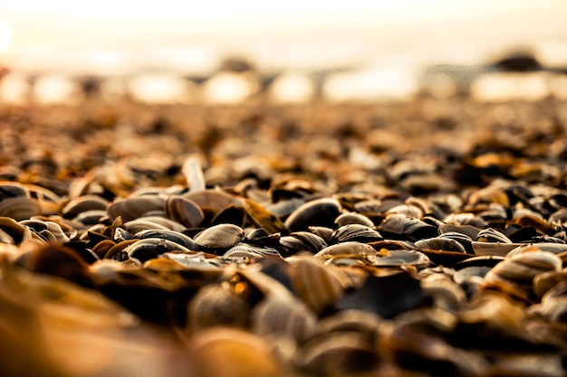 Foto primer plano de conchas marinas en la playa durante la puesta del sol