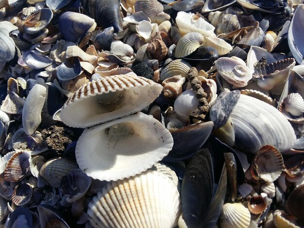 Primer plano de conchas marinas en la playa