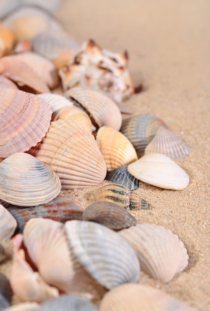 Primer plano de conchas marinas sobre un fondo de arena