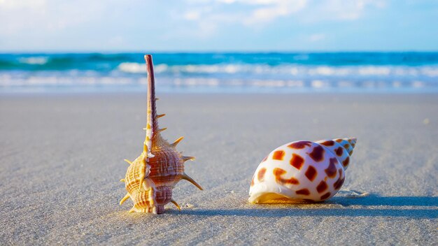 Foto primer plano de las conchas en la playa