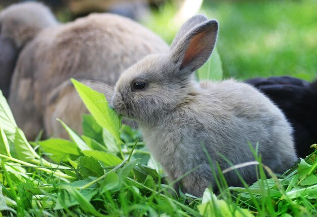 Foto primer plano de un conejo bebé en el césped