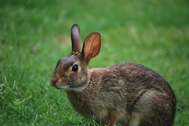 Foto primer plano de un conejo en un campo de hierba