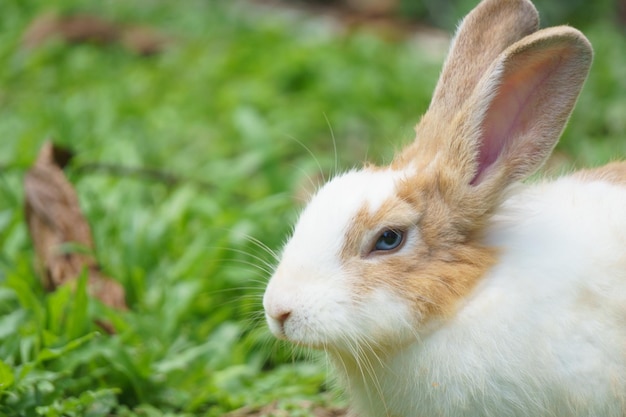 Primer plano de un conejo en el campo