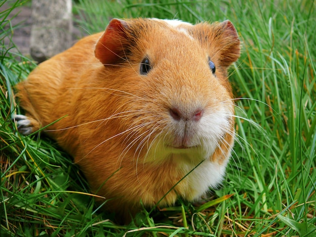 Primer plano de un conejo en el campo
