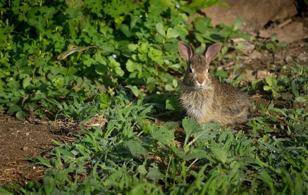 Foto primer plano de un conejo en el campo