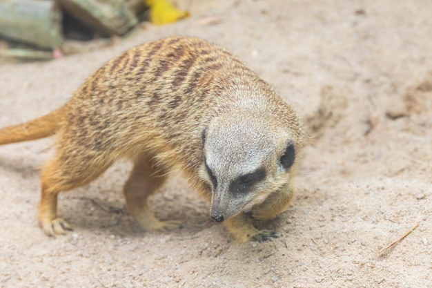 Primer plano de un conejo en el campo