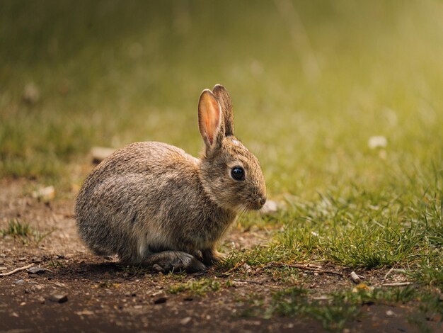 Primer plano de un conejo en el campo