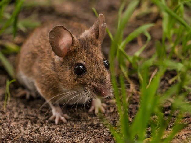 Foto primer plano de un conejo en el campo