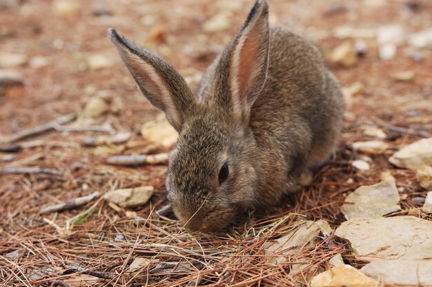 Foto primer plano de un conejo en el campo