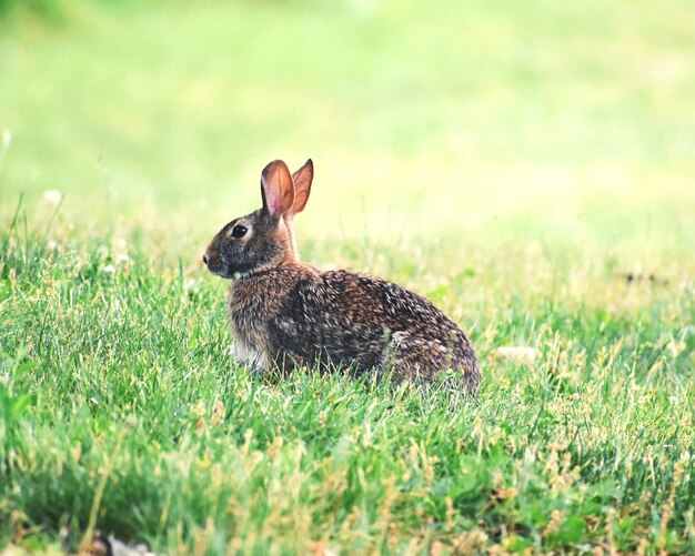 Foto primer plano del conejo en el campo