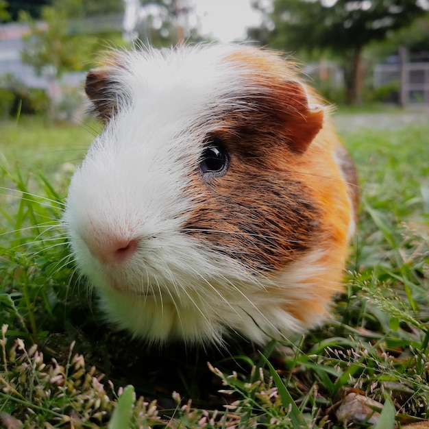Primer plano de un conejo en el campo