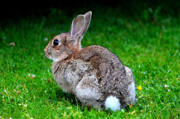 Primer plano de un conejo en el césped