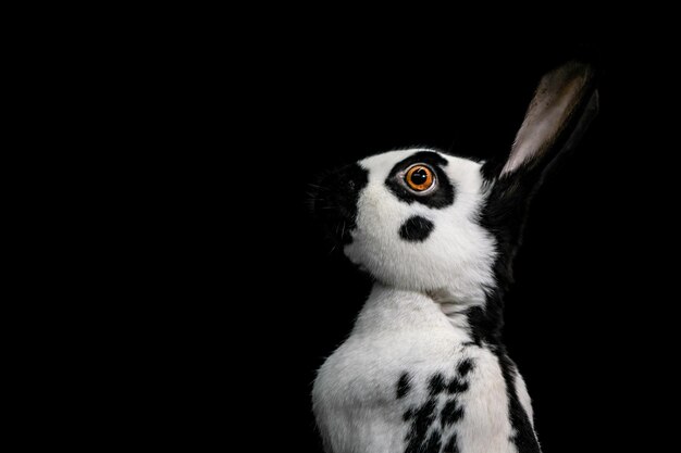 Foto primer plano de un conejo contra un fondo negro