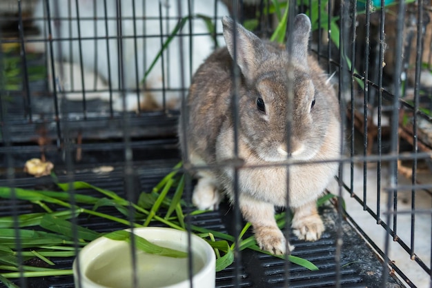 Foto primer plano de un conejo en jaula