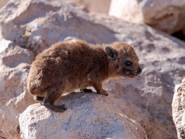 Foto primer plano de un conejo en una roca