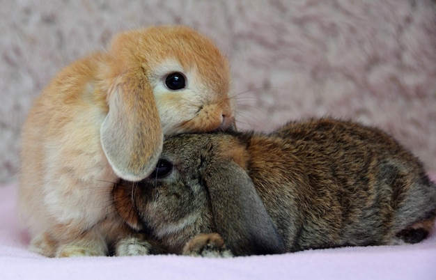 Foto primer plano de un conejo