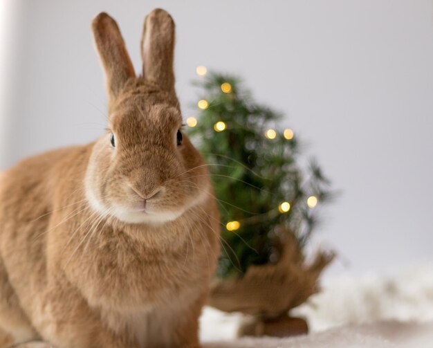 Foto primer plano de un conejo