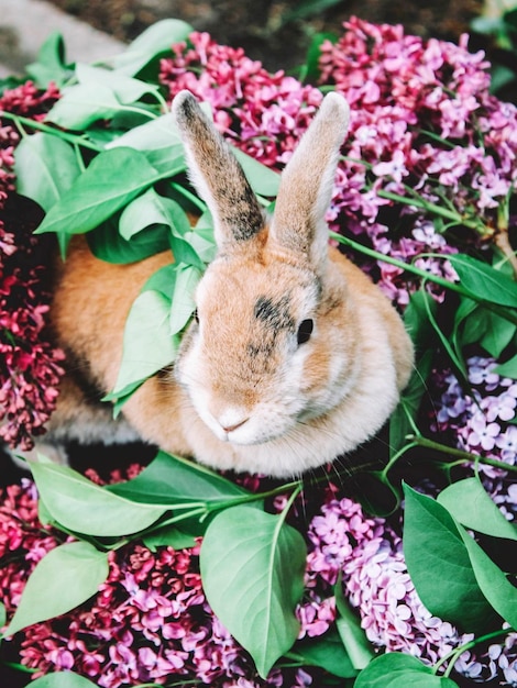 Foto primer plano de un conejo