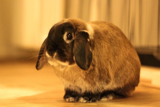 Foto primer plano de un conejo