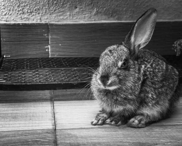Foto primer plano de un conejo