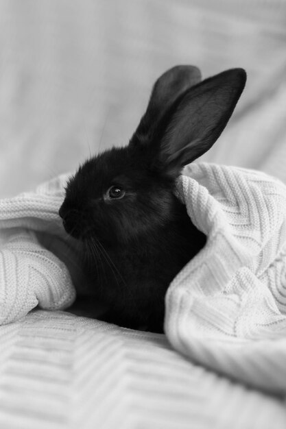 Foto primer plano de un conejo