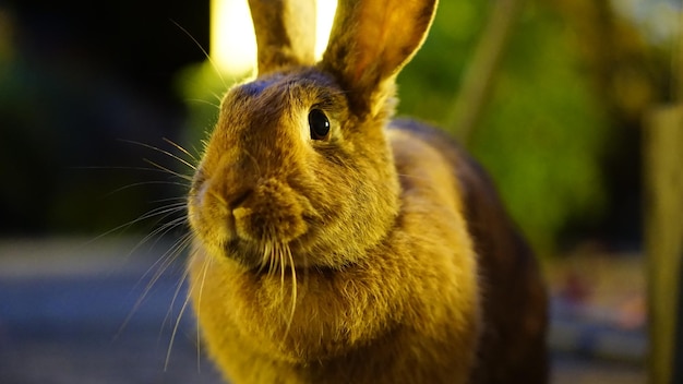 Foto primer plano de un conejo