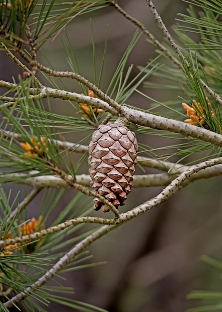 Foto un primer plano de una cono de pino en una rama de un árbol