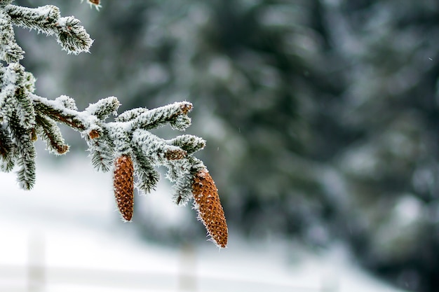 Primer plano de conos de pino en invierno cubierto de nieve blanca y escarcha