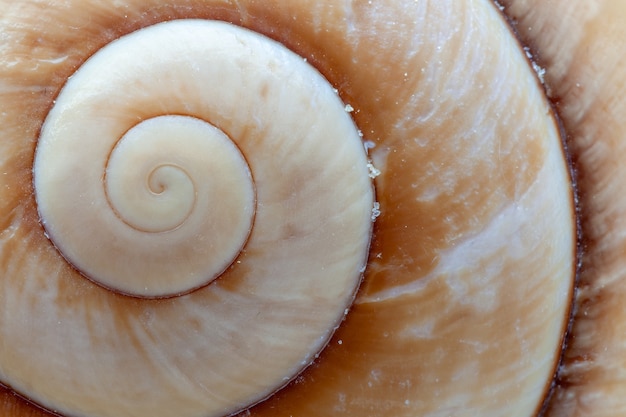 Primer plano de la construcción en espiral de una concha de caracol marrón gigante