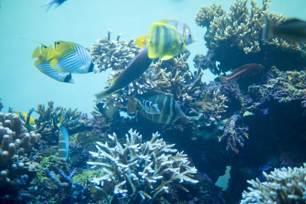 Primer plano de coral bajo el agua