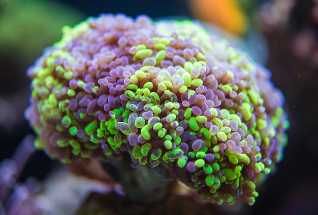 Foto un primer plano del coral en el mar