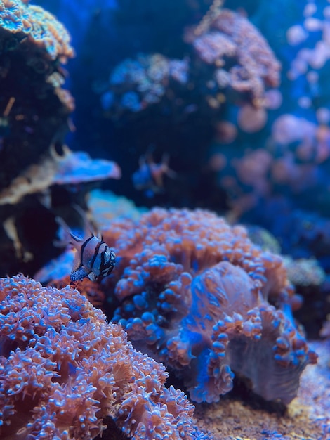 Foto un primer plano del coral en el mar