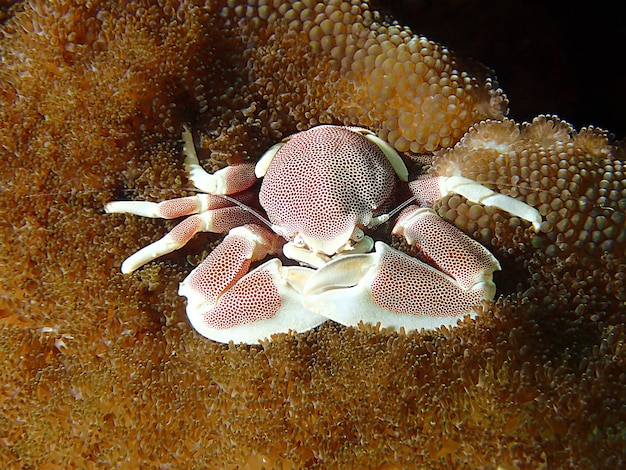 Foto un primer plano del coral en el mar