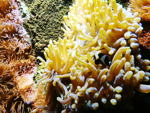 Foto un primer plano del coral en el mar