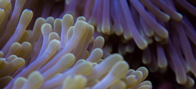 Foto un primer plano del coral en el mar