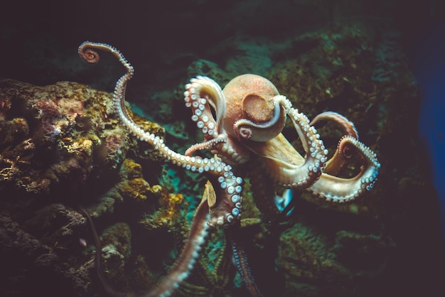Un primer plano del coral en el mar