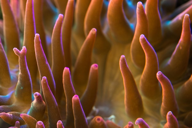 Foto un primer plano del coral en el mar