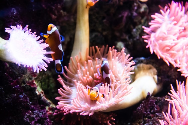 Foto un primer plano del coral en el mar