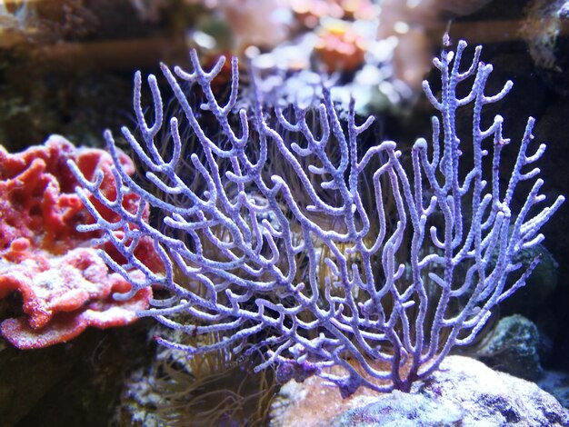 Un primer plano del coral en el mar