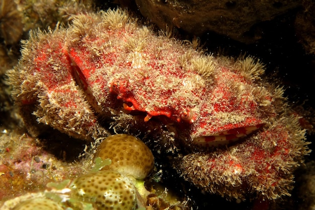 Un primer plano del coral en el mar